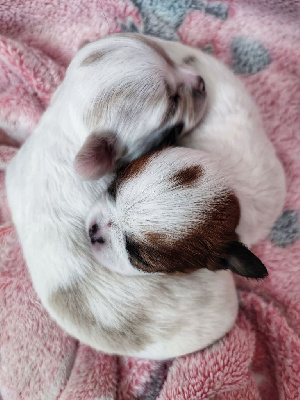 Virginie Le Moing - Chihuahua - Portée née le 12/03/2024