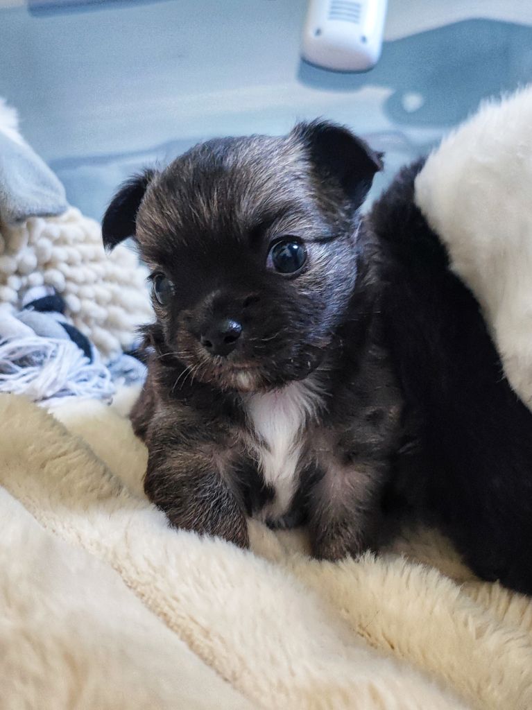 CHIOT 3