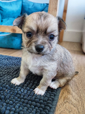 CHIOT 1