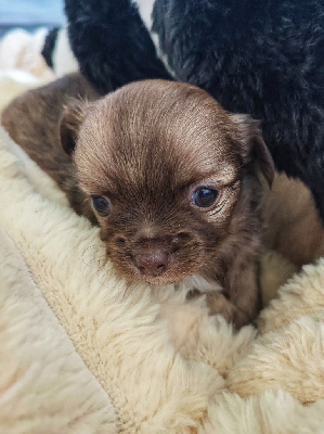CHIOT 2