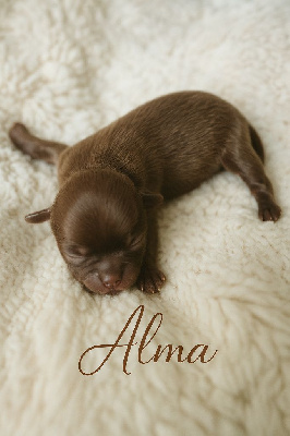 CHIOT 2