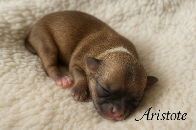 CHIOT 1